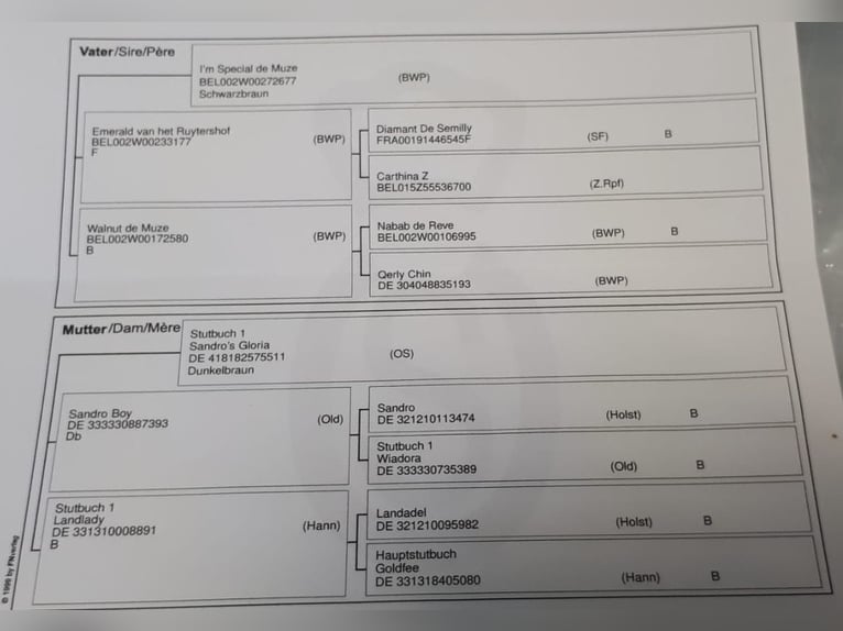 Oldenburger Springpferd Stute 7 Jahre 170 cm Brauner in Lauterbach