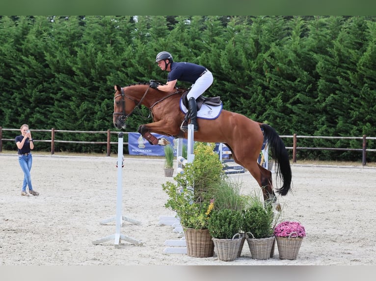 Oldenburger Springpferd Stute 7 Jahre 170 cm Brauner in Diepholz