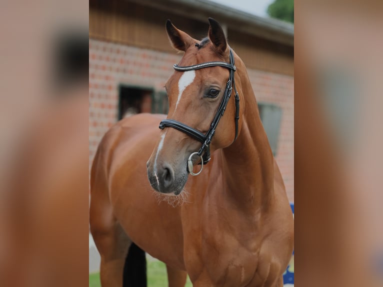 Oldenburger Springpferd Stute 7 Jahre 170 cm Brauner in Diepholz