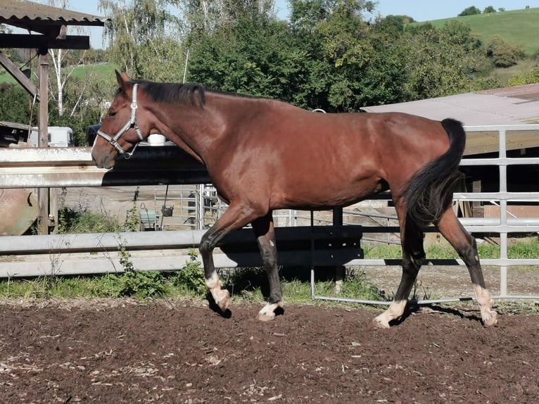 Oldenburger Springpferd Stute 7 Jahre 170 cm Brauner in Rimbach Oldenburger Springpferd Stute 7 Jahre 170 cm Brauner in Rimbach
