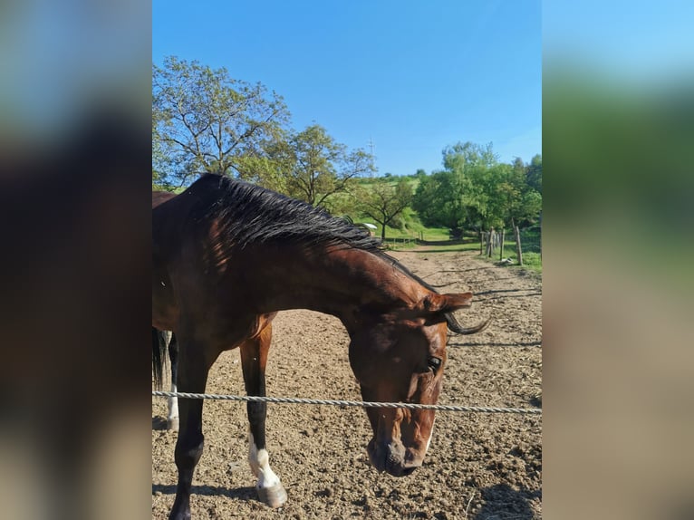 Oldenburger Springpferd Stute 7 Jahre 170 cm Brauner in Rimbach Oldenburger Springpferd Stute 7 Jahre 170 cm Brauner in Rimbach