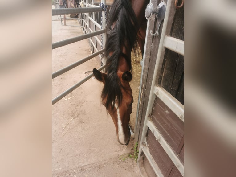 Oldenburger Springpferd Stute 7 Jahre 170 cm Brauner in Rimbach Oldenburger Springpferd Stute 7 Jahre 170 cm Brauner in Rimbach