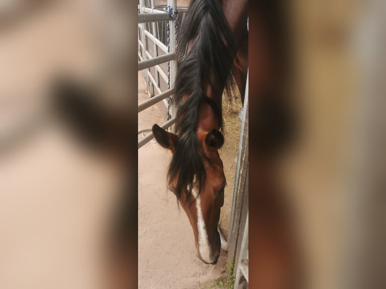 Oldenburger Springpferd Stute 7 Jahre 170 cm Brauner in Rimbach Oldenburger Springpferd Stute 7 Jahre 170 cm Brauner in Rimbach
