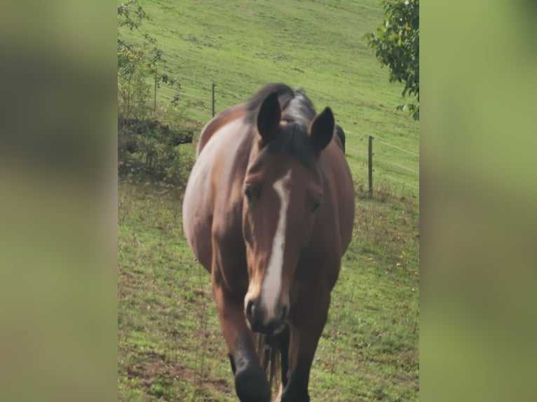 Oldenburger Springpferd Stute 7 Jahre 170 cm Brauner in Rimbach Oldenburger Springpferd Stute 7 Jahre 170 cm Brauner in Rimbach