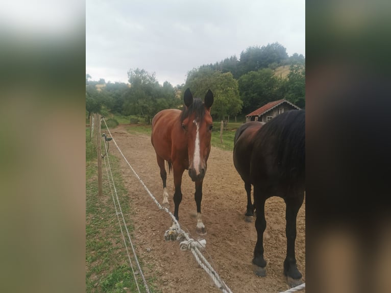 Oldenburger Springpferd Stute 7 Jahre 170 cm Brauner in Rimbach Oldenburger Springpferd Stute 7 Jahre 170 cm Brauner in Rimbach