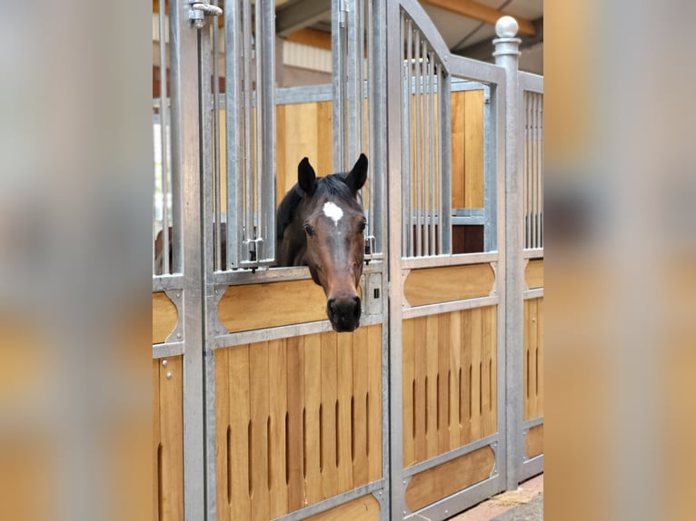 Oldenburger Springpferd Stute 7 Jahre 170 cm Dunkelbrauner in Emstek
