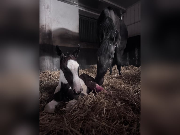 Oldenburger Springpferd Stute 7 Jahre 170 cm Dunkelbrauner in Waltrop