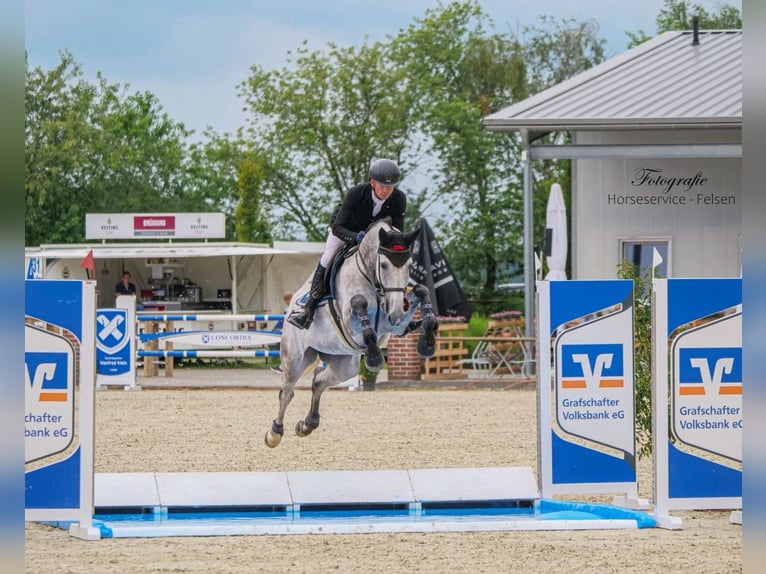 Oldenburger Springpferd Stute 7 Jahre 170 cm Schimmel in Neustadt in Sachsen