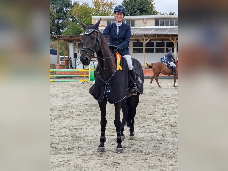 Oldenburger Springpferd Stute 7 Jahre 170 cm Schwarzbrauner in Piethen