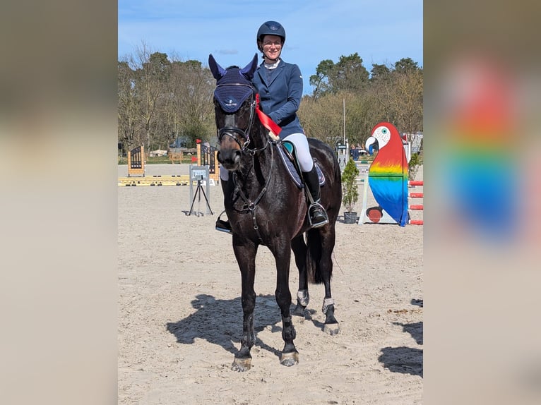 Oldenburger Springpferd Stute 7 Jahre 170 cm Schwarzbrauner in Piethen