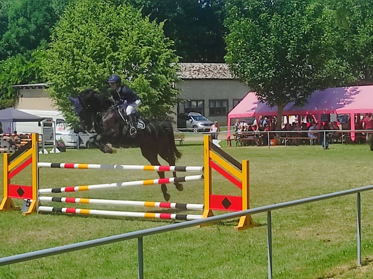 Oldenburger Springpferd Stute 7 Jahre 170 cm Schwarzbrauner in Piethen