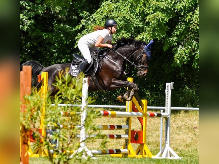 Oldenburger Springpferd Stute 7 Jahre 170 cm Schwarzbrauner in Piethen