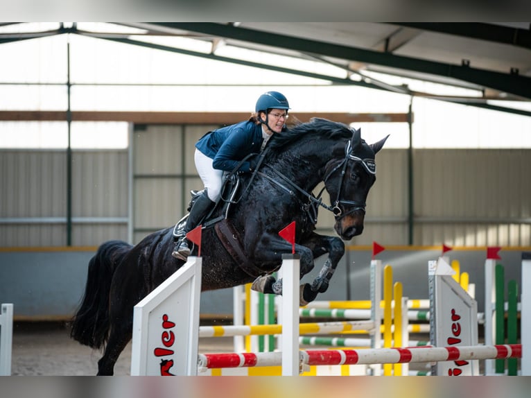 Oldenburger Springpferd Stute 7 Jahre 170 cm Schwarzbrauner in Piethen