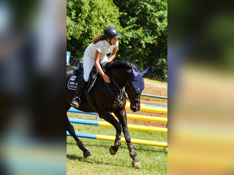 Oldenburger Springpferd Stute 7 Jahre 170 cm Schwarzbrauner in Piethen