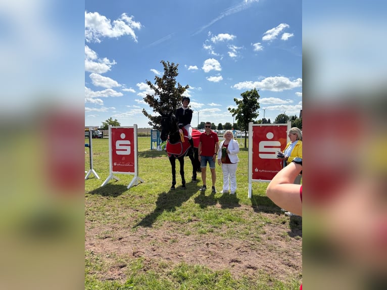 Oldenburger Springpferd Stute 7 Jahre 170 cm Schwarzbrauner in Piethen