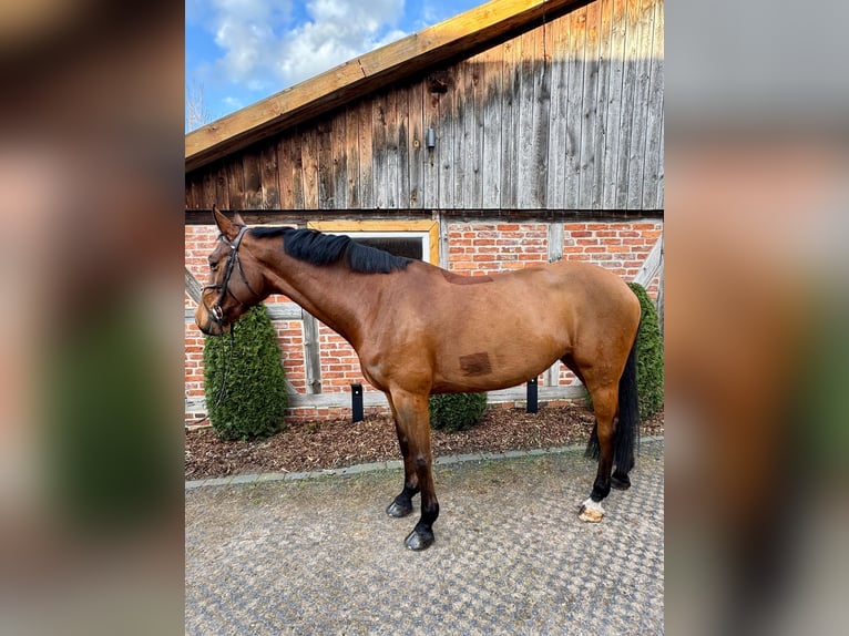 Oldenburger Springpferd Stute 7 Jahre 172 cm Brauner in Wedemark