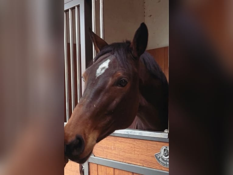 Oldenburger Springpferd Stute 7 Jahre 172 cm Brauner in Wermelskirchen