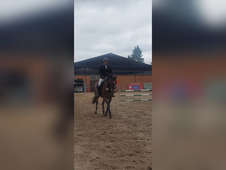 Oldenburger Springpferd Stute 7 Jahre 172 cm Dunkelbrauner in Derenburg