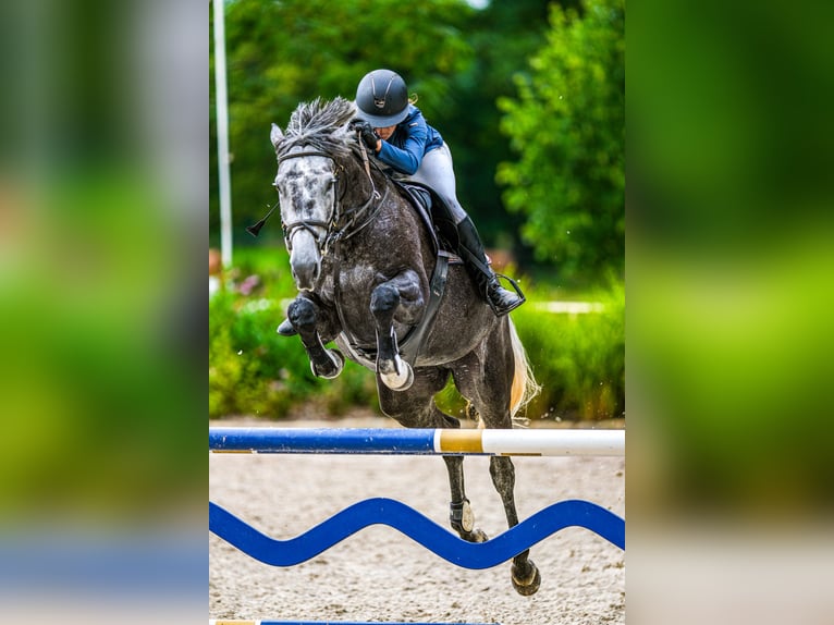 Oldenburger Springpferd Stute 7 Jahre 172 cm Schimmel in Tuhan