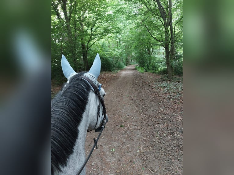 Oldenburger Springpferd Stute 7 Jahre 173 cm Apfelschimmel in Windeck