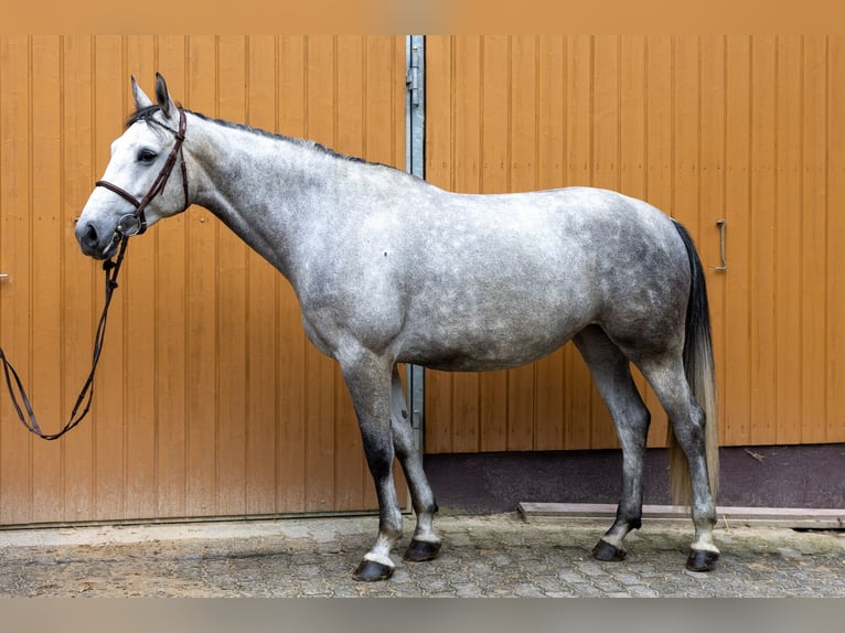 Oldenburger Springpferd Stute 7 Jahre 173 cm Apfelschimmel in Windeck