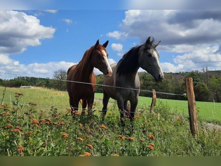 Oldenburger Springpferd Stute 7 Jahre 173 cm Apfelschimmel in Windeck