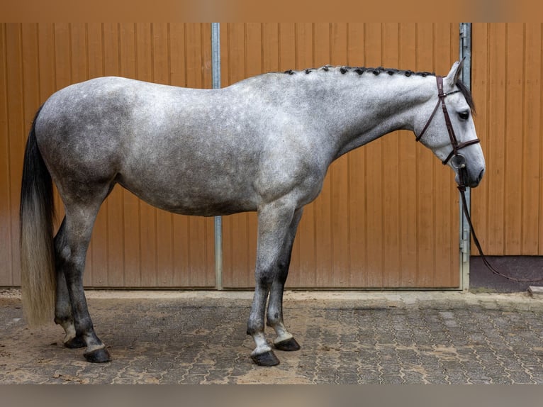 Oldenburger Springpferd Stute 7 Jahre 173 cm Apfelschimmel in Windeck