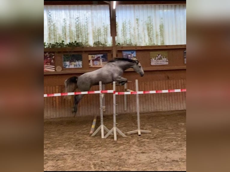 Oldenburger Springpferd Stute 7 Jahre 173 cm Apfelschimmel in Windeck