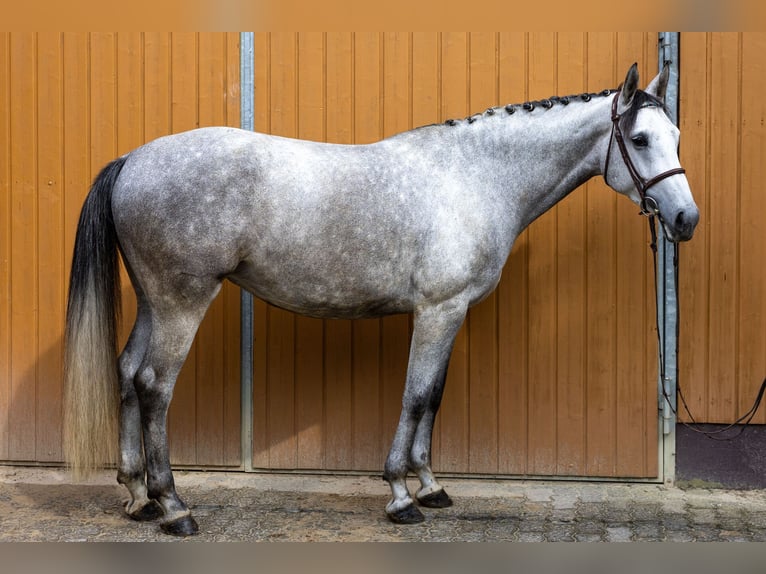 Oldenburger Springpferd Stute 7 Jahre 173 cm Apfelschimmel in Windeck