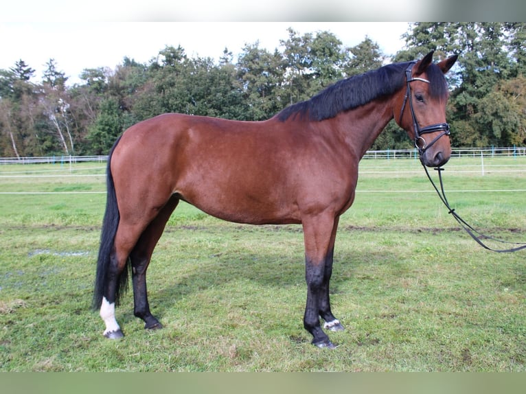 Oldenburger Springpferd Stute 7 Jahre 173 cm Brauner in Friesoythe