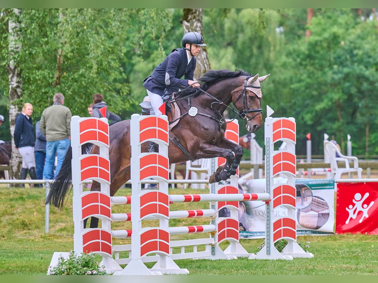 Oldenburger Springpferd Stute 7 Jahre 173 cm Dunkelbrauner in Landesbergen