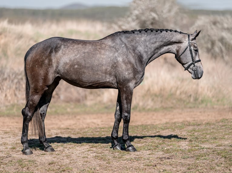 Oldenburger Springpferd Stute 7 Jahre 173 cm Schimmel in Zduchovice