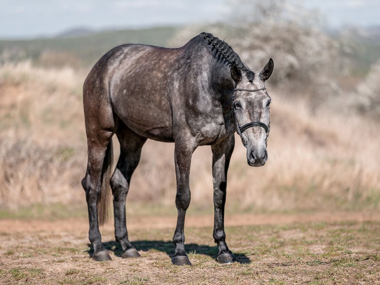 Oldenburger Springpferd Stute 7 Jahre 173 cm Schimmel in Zduchovice