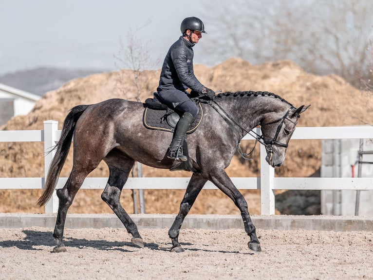 Oldenburger Springpferd Stute 7 Jahre 173 cm Schimmel in Zduchovice