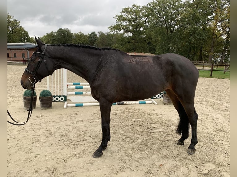Oldenburger Springpferd Stute 7 Jahre 174 cm Dunkelbrauner in Hasbergen