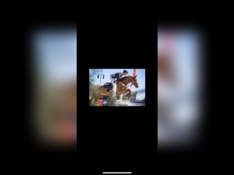 Oldenburger Springpferd Stute 7 Jahre 174 cm Fuchs in Limburg