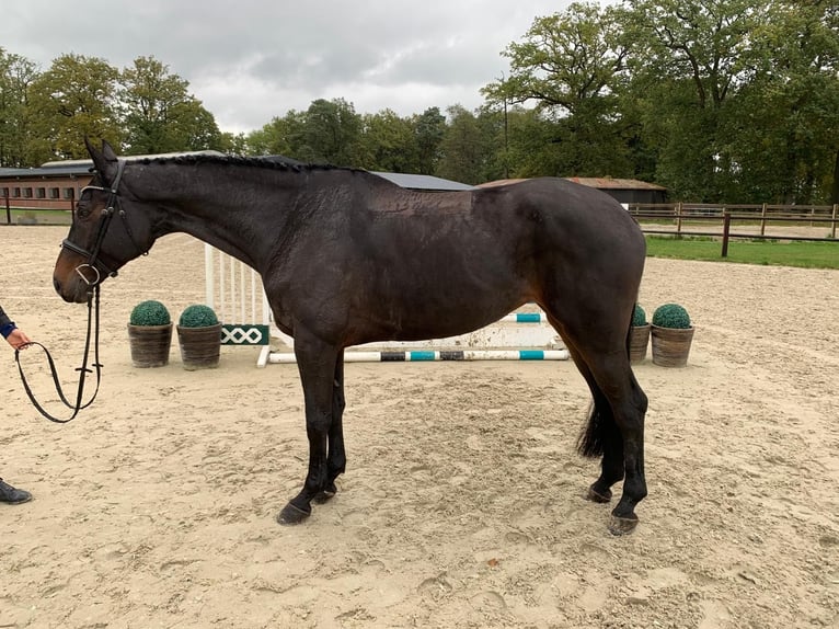 Oldenburger Springpferd Stute 7 Jahre 175 cm  in Hasbergen