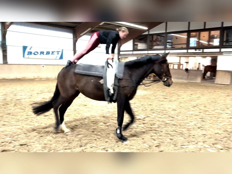 Oldenburger Springpferd Stute 7 Jahre 178 cm Dunkelbrauner in Frankenberg (Eder)