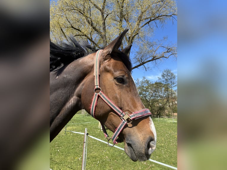 Oldenburger Springpferd Stute 7 Jahre 178 cm Dunkelbrauner in Frankenberg (Eder)