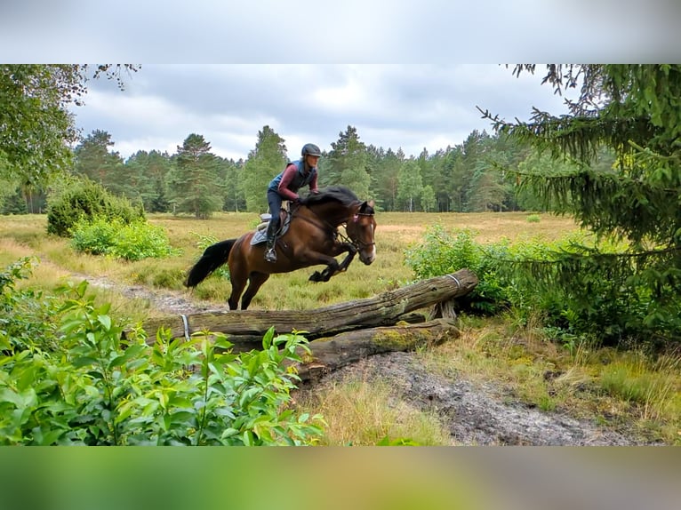 Oldenburger Springpferd Stute 7 Jahre 178 cm Dunkelbrauner in Frankenberg (Eder)