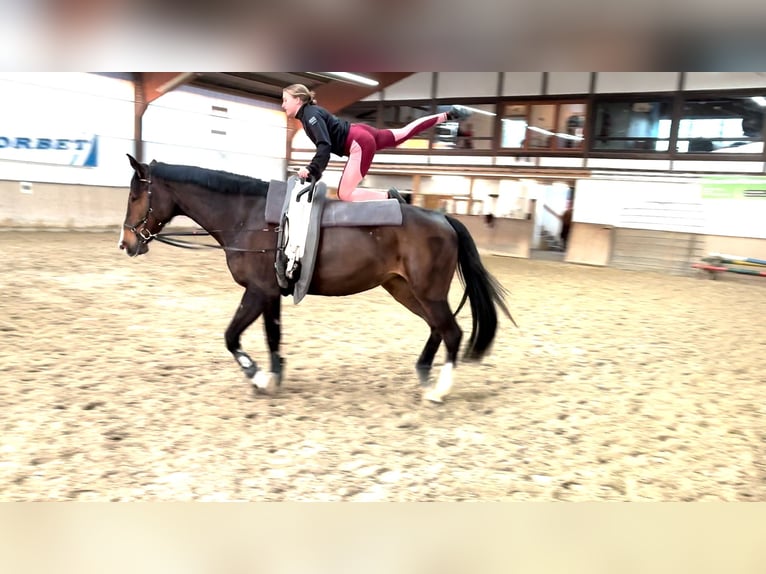 Oldenburger Springpferd Stute 7 Jahre 178 cm Dunkelbrauner in Frankenberg (Eder)