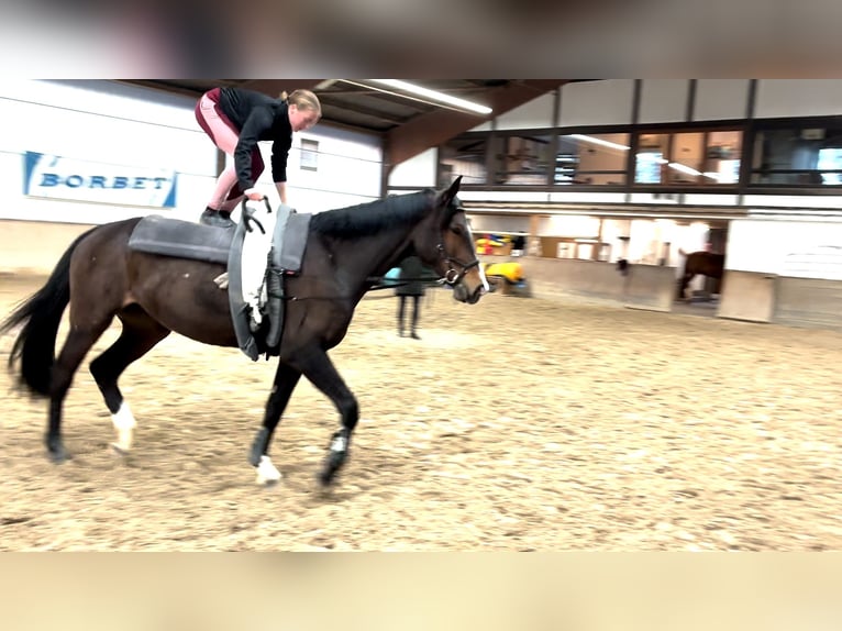 Oldenburger Springpferd Stute 7 Jahre 178 cm Dunkelbrauner in Frankenberg (Eder)