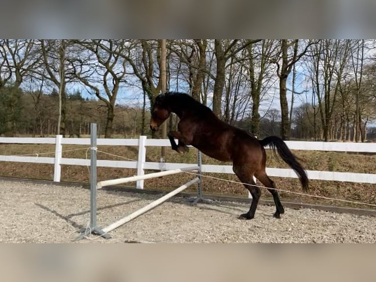 Oldenburger Springpferd Stute 8 Jahre 159 cm Brauner in Friedeburg