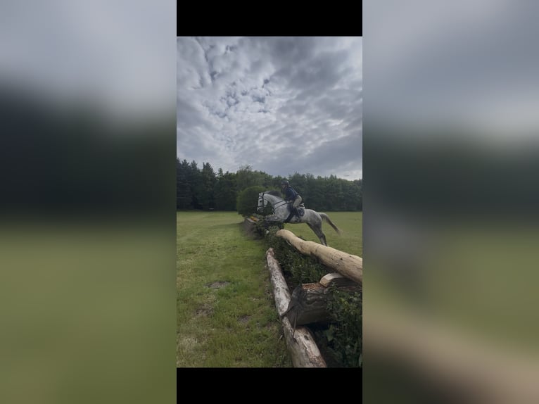 Oldenburger Springpferd Stute 8 Jahre 160 cm Apfelschimmel in Wardenburg