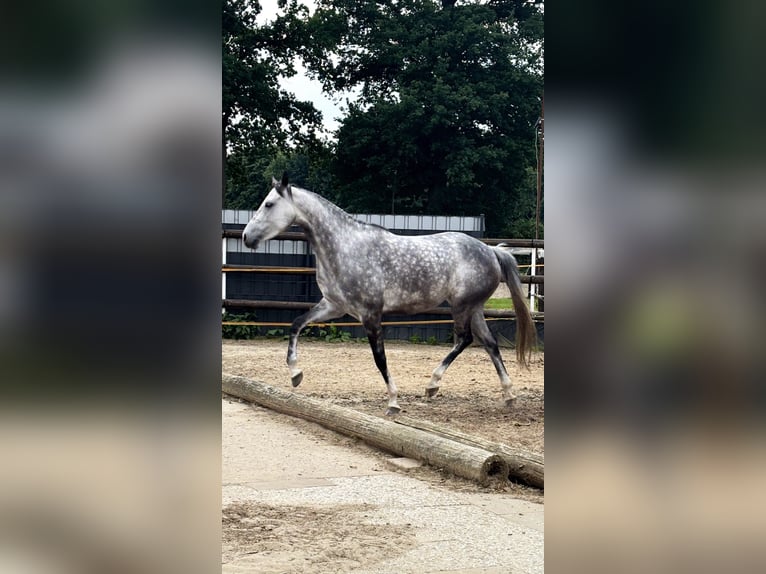 Oldenburger Springpferd Stute 8 Jahre 160 cm Apfelschimmel in Wardenburg