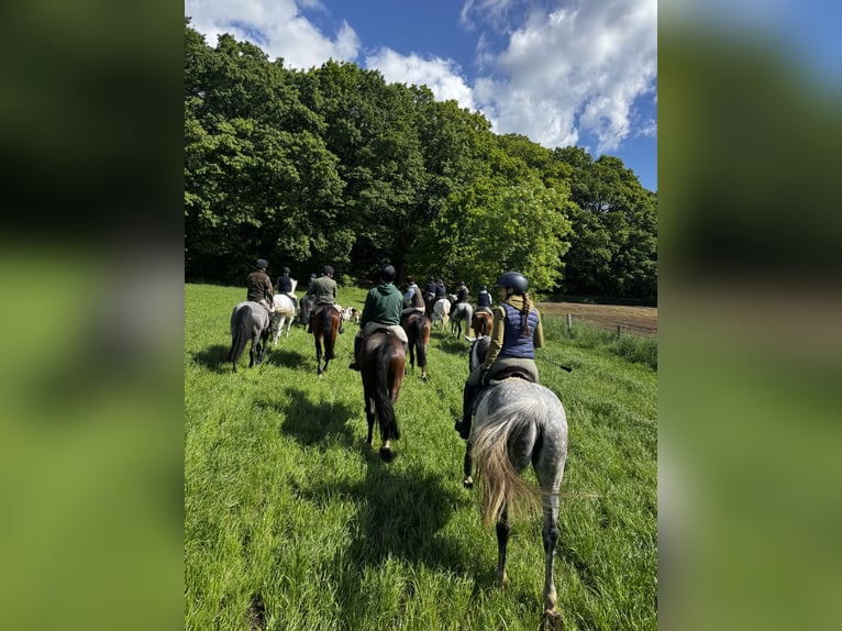 Oldenburger Springpferd Stute 8 Jahre 160 cm Apfelschimmel in Wardenburg