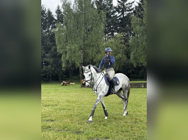 Oldenburger Springpferd Stute 8 Jahre 160 cm Apfelschimmel in Wardenburg