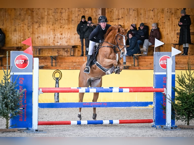 Oldenburger Springpferd Stute 8 Jahre 163 cm Fuchs in Ranshofen