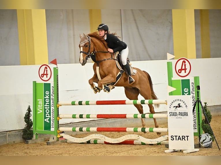 Oldenburger Springpferd Stute 8 Jahre 163 cm Fuchs in Ranshofen