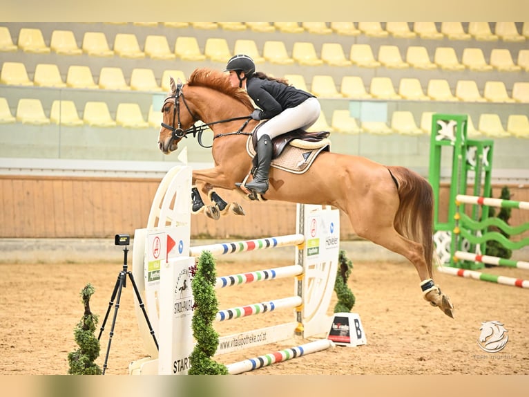 Oldenburger Springpferd Stute 8 Jahre 163 cm Fuchs in Ranshofen